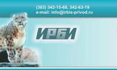 Ирбис
